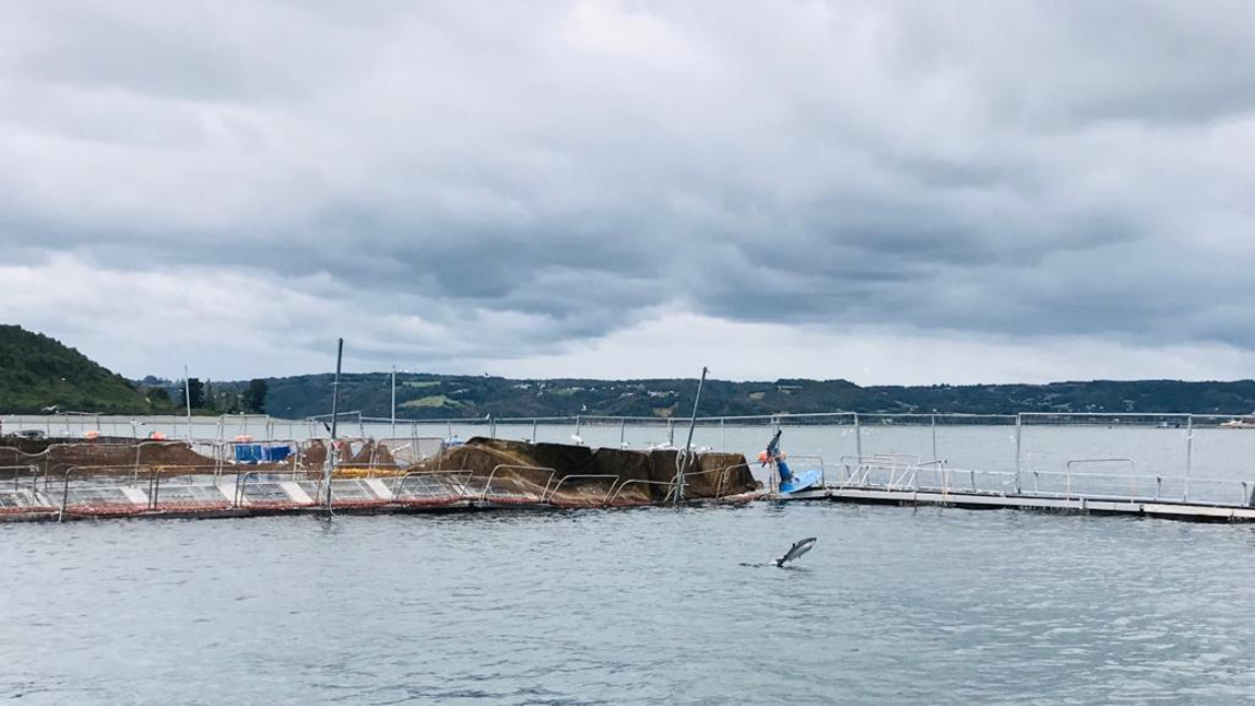 Sernapesca declaró que la Región de Los Lagos está libre de la 