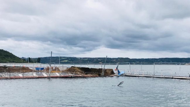Sernapesca declaró que la Región de Los Lagos está libre de la 