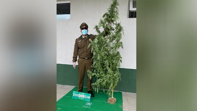   Sin recato: Porteño tenía una planta de marihuana de dos metros en su antejardín 