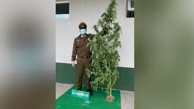Sin recato: Porteño tenía una planta de marihuana de dos metros en su antejardín