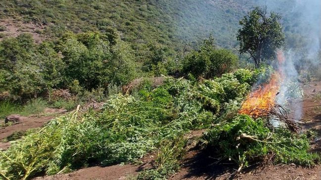 PDI quemó 10 mil plantas de marihuana en una quebrada de Colchagua