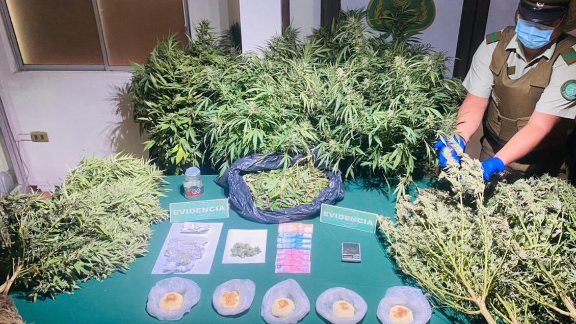 Sujeto acusado de comercializar marihuana en pan amasado fue detenido en Temuco
