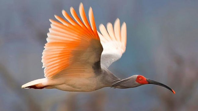 Nacen cuatro raras aves de ibis crestado en noroeste de China