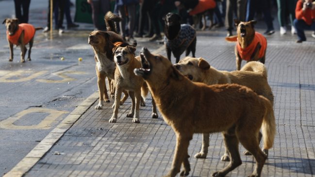 Sujeto murió al caer de una moto cuando era perseguido por una jauría de perros en La Serena