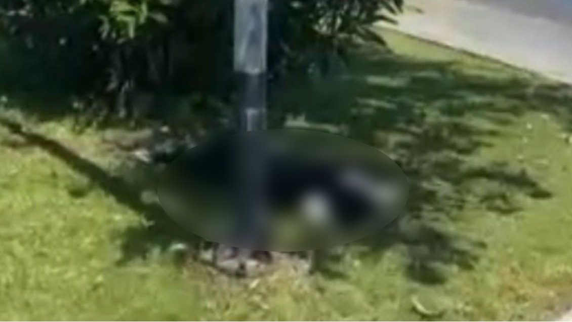 Terrible: Vecinos denuncian que perrita murió electrocutada por un poste en Antofagasta