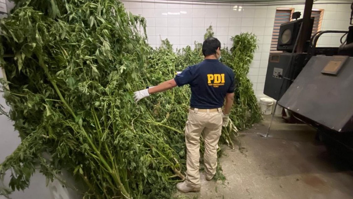 Plan Cannabis 2021: PDI incautó más de mil plantas con apoyo aéreo policial en Ñuble