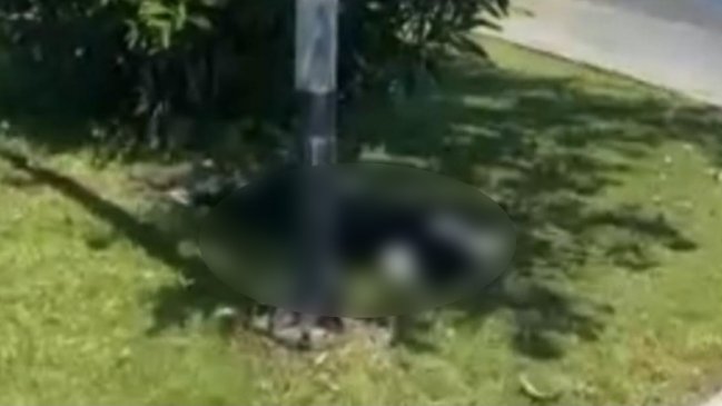 Terrible: Vecinos denuncian que perrita murió electrocutada por un poste en Antofagasta