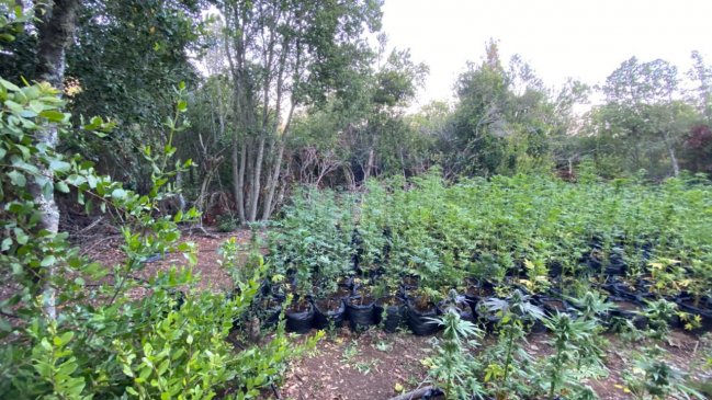 Encuentran cerca de 2.500 plantas de marihuana en plena precordillera de Chimbarongo
