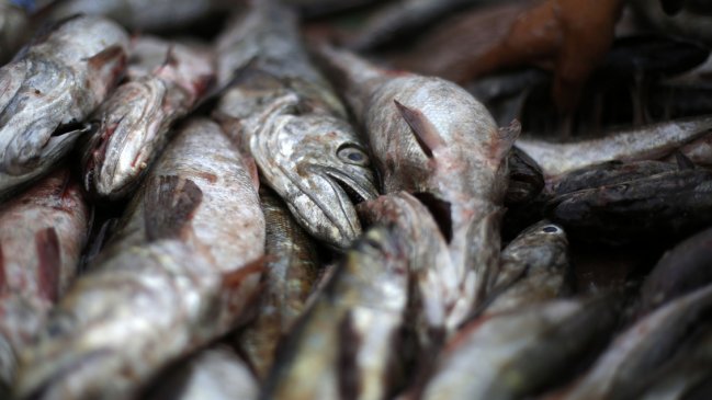 Más de 1.600 kilos de merluza fueron decomisados en la Región de Ñuble