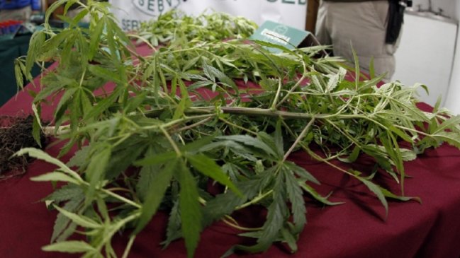 Molina: Sin vergüenza y en cuarentena, sujeto caminaba con dos matas de marihuana en la calle