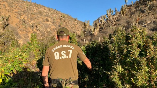 Denuncia ciudadana permitió decomisar más de 860 mil dosis de marihuana en Ovalle