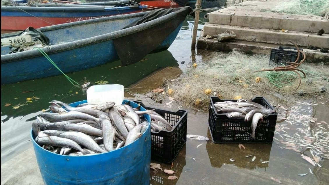 Pescador sorprendió regalando toda su captura de merluza en Constitución