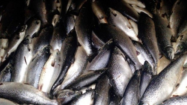 Vecinos de Talcahuano buscan evitar la llegada de salmones muertos a la zona