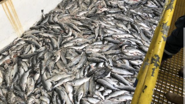 Arribó a Talcahuano otro cargamento de salmones muertos: Son cerca de 600 toneladas