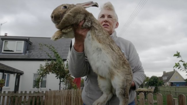  Roban el conejo más grande del mundo  
