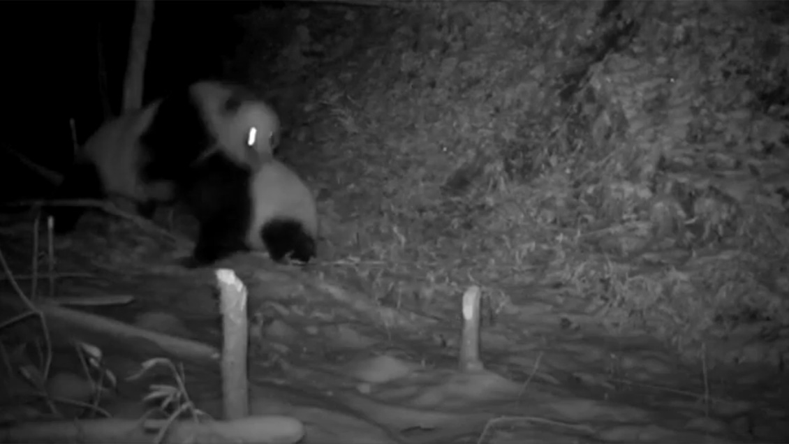 Filman violenta pelea entre osos panda en parque de China