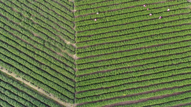 China, Francia y Alemania mantendrán mañana una cumbre virtual sobre el clima