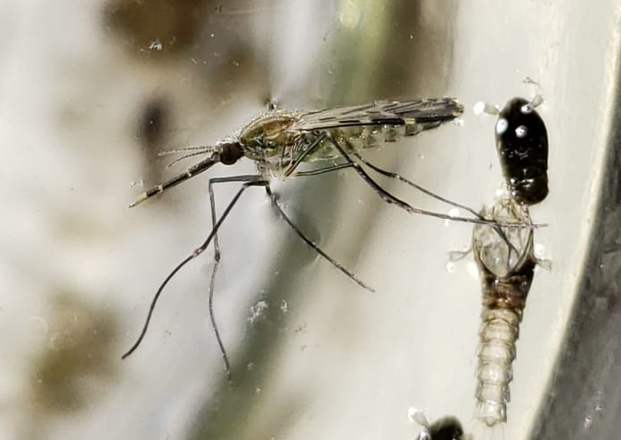 Tarapacá: Llaman a entregar ejemplares sospechosos de mosquitos