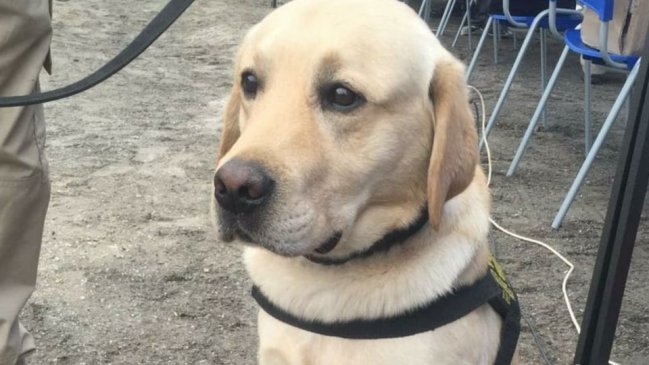 Calama: Perro policial detectó pasta base oculta en una encomienda