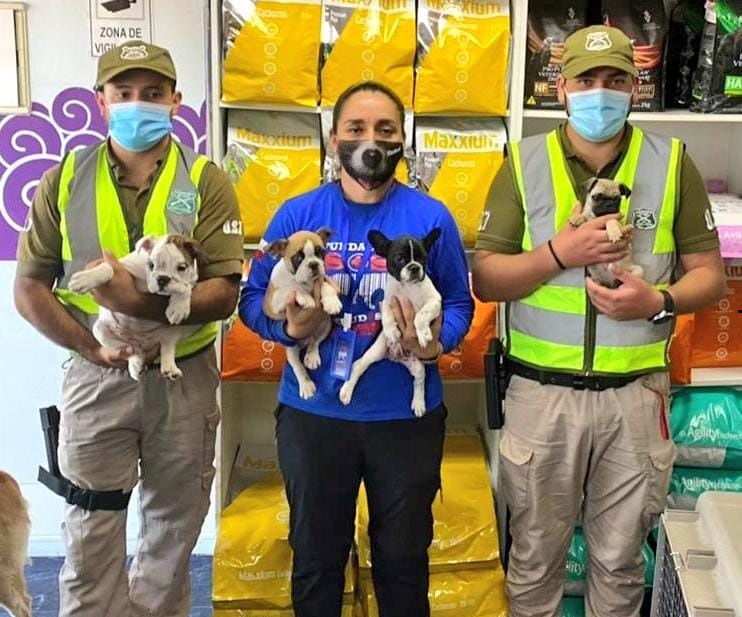Dos personas detenidas por contrabando y maltrato de 11 cachorros en Tarapacá