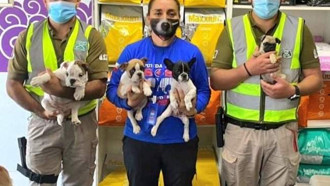 Dos personas detenidas por contrabando y maltrato de 11 cachorros en Tarapacá