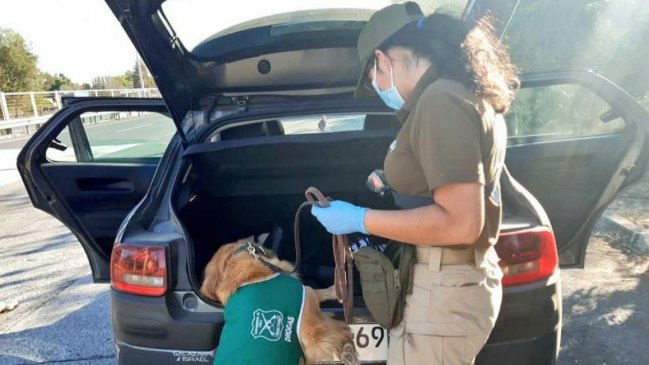 Ñuble: En prisión quedaron dos sujetos que viajaban por la Ruta 5 con medio kilo de cocaína
