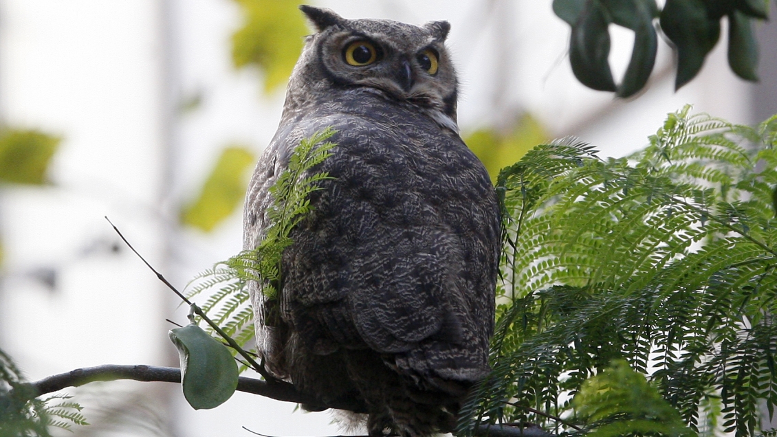 Por el permiso de desplazamiento: Denuncian detención de rescatista tras ir a dejar un ave a zoológico