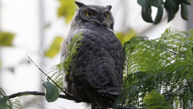 Por el permiso de desplazamiento: Denuncian detención de rescatista tras ir a dejar un ave a zoológico