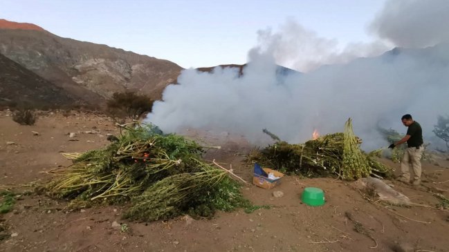 PDI decomisó casi 25 kilos de marihuana en Monte Patria