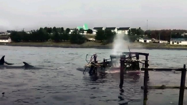 Manada de orcas ayudó a una ballena a desvarar y luego se la comió en Puerto Williams