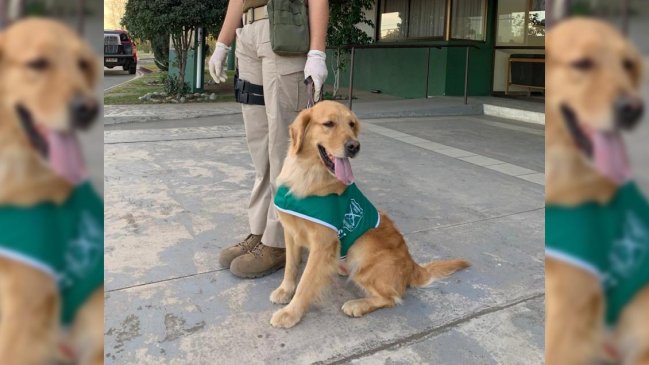 Ñuble: OS7 ha conseguido tres incautaciones de drogas en menos de dos semanas en la Ruta 5 Sur