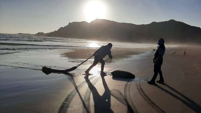 Detectan extracción ilegal de 800 kilos de machas en La Serena
