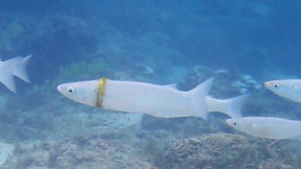  Hombre perdió su anillo de matrimonio y lo hallaron en un pez  