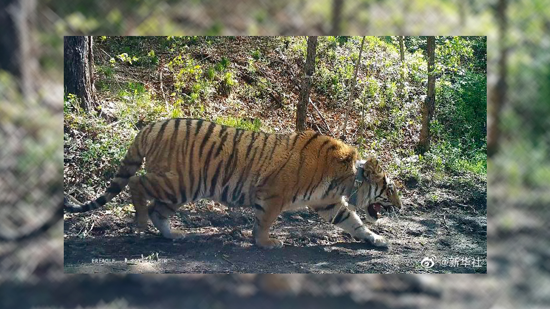 Raro tigre siberiano es liberado en hábitat natural en noreste de China