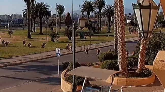 Corte de La Serena derivó a Valparaíso recurso de amparo por caso Romario Veloz