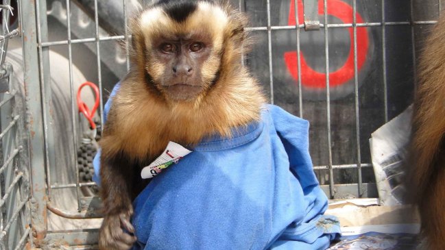 En 10 años el SAG ha decomisado más de 200 animales víctimas del tráfico ilegal