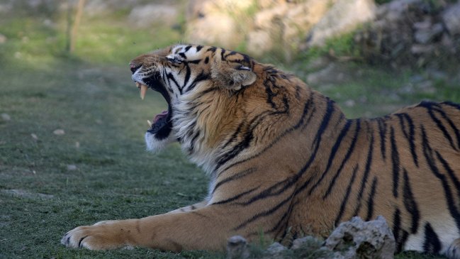 Matan a tiros a tigres tras atacar a cuidador en China