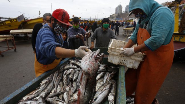 Senador insiste con proyecto para dejar a la merluza fuera a la pesca de arrastre