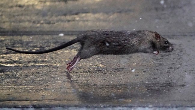 De ratones vivos y muertos a caca humana: Cierran conocido mall penquista por insalubre