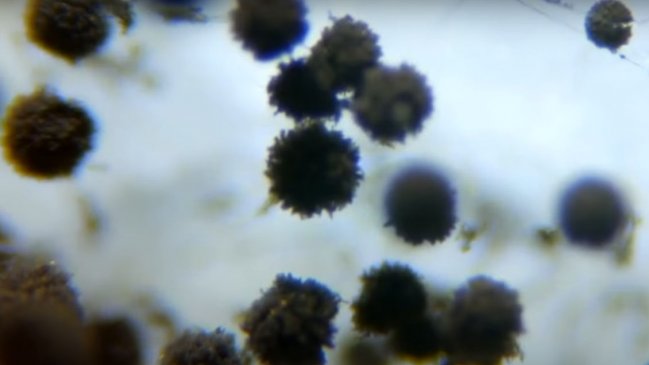 Detectan primer caso de 