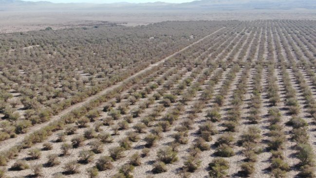 Aprueban millonario proyecto de reforestación en la Pampa del Tamarugal