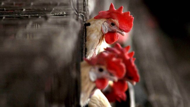   China detecta el primer caso mundial de gripe aviar H10N3 en humanos 