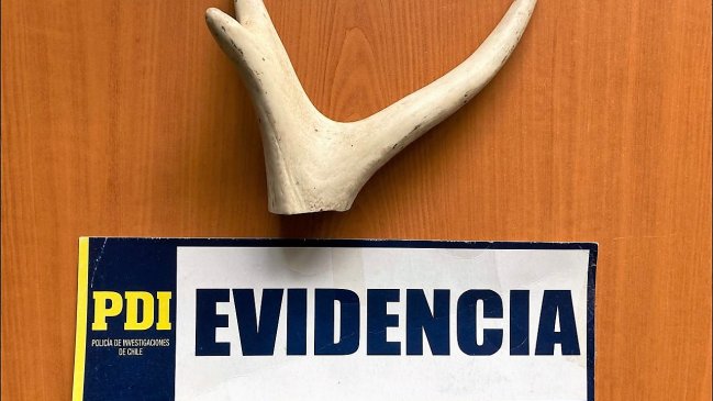 Hallan el asta de un huemul en equipaje de pasajera que viajaba a Santiago