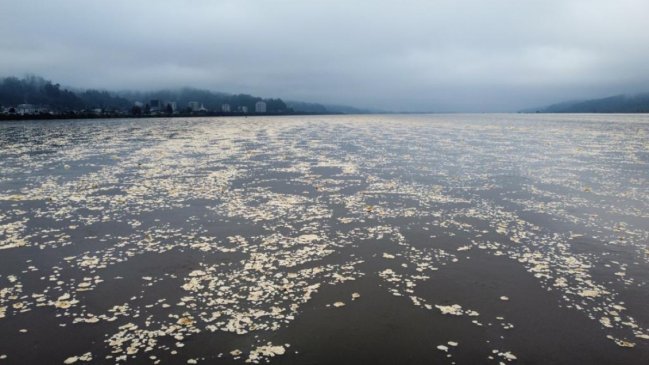 Curioso fenómeno cubrió de blanco el lecho del Río Biobío