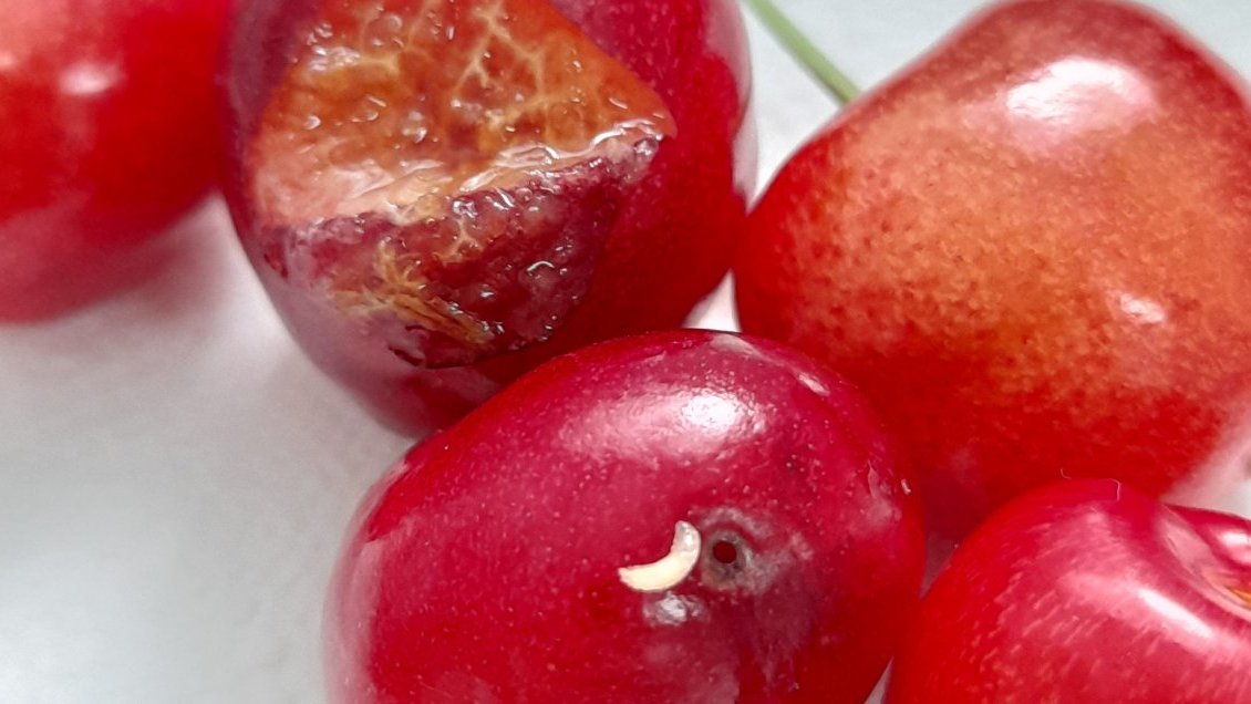 Aprueban recursos regionales para combatir plaga de la mosca de alas manchadas en Ñuble