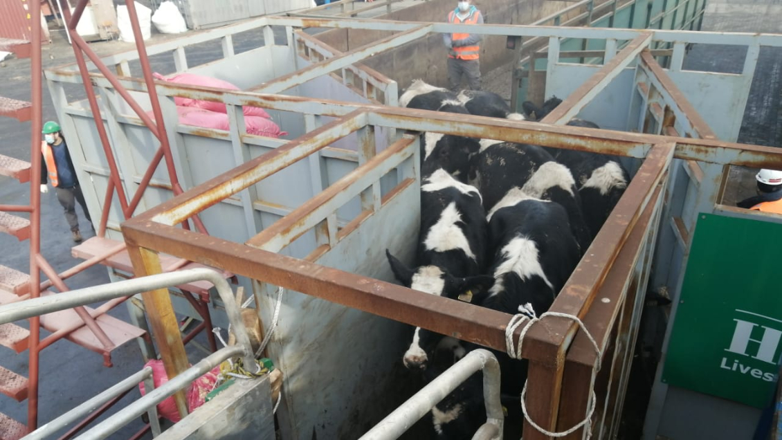 Más de 3.000 vaquillas chilenas fueron exportadas desde el Biobío hacia China