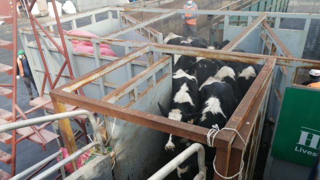 Más de 3.000 vaquillas chilenas fueron exportadas desde el Biobío hacia China