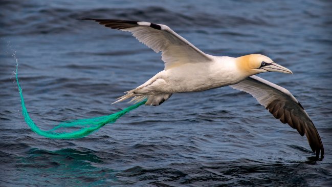Día Mundial de los Océanos: Hay plásticos desde el Ártico a la Antártica