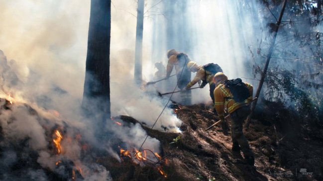 Temporada de incendios forestales cierra con 66 por ciento menos de superficie afectada