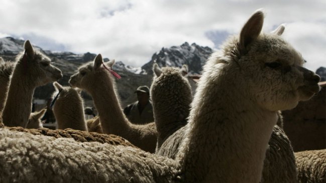 Empresa europea compró hallazgo chileno sobre anticuerpo de alpaca que combate el Covid